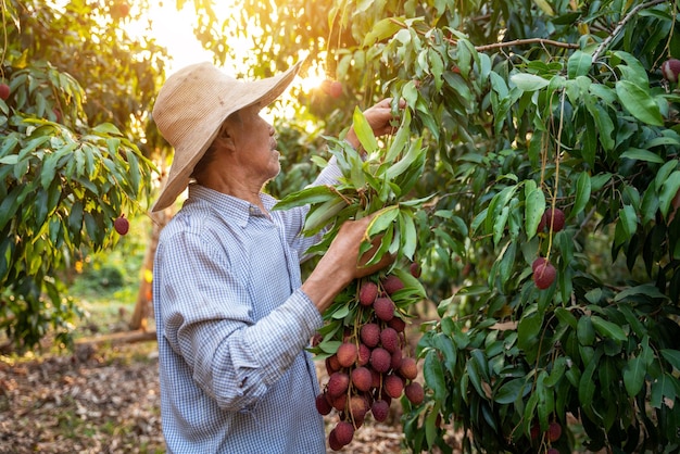 Ein Bauer erntet frische Litschi im Litschigarten Landwirtschaftskonzept