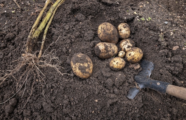 Ein Bauer gräbt Kartoffeln mit einer Schaufel aus dem Boden erntet im September
