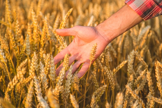 Ein Bauer hält auf dem Feld Weizenähren in der Hand. Selektiver Fokus.