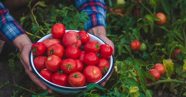 Ein Bauer hält eine Tomatenernte in seinen Händen Selektiver Fokus