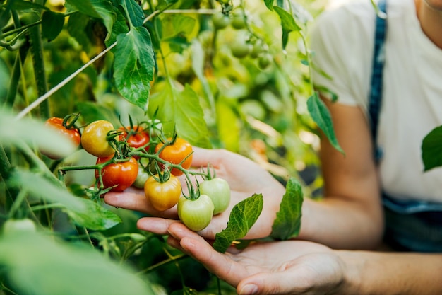 Ein Bauer hält frische Tomaten Lebensmittel Gemüse Landwirtschaft