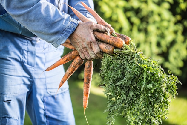 Ein Bauer hält im Garten frisch gereifte Karotten in den Händen.