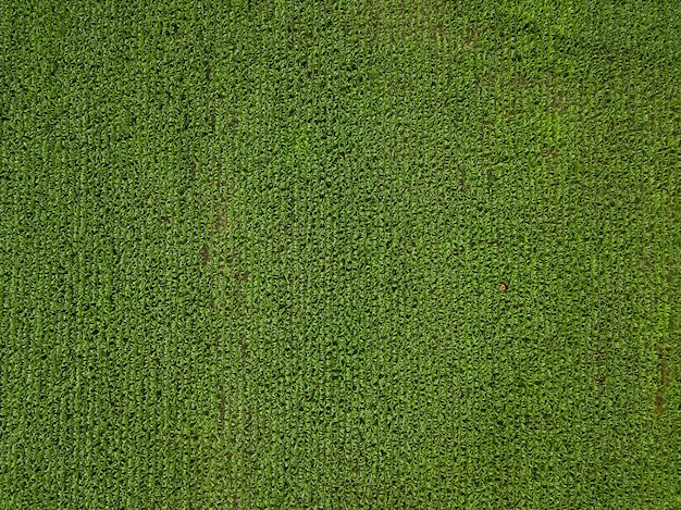 Foto ein bauer inspiziert ein großes grünes maisfeld. draufsicht. landwirtschaftliche industrie