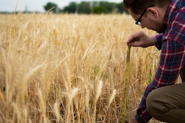 Ein Bauer inspiziert und misst mit einem Lineal die Weizenähren auf einem landwirtschaftlichen Feld.