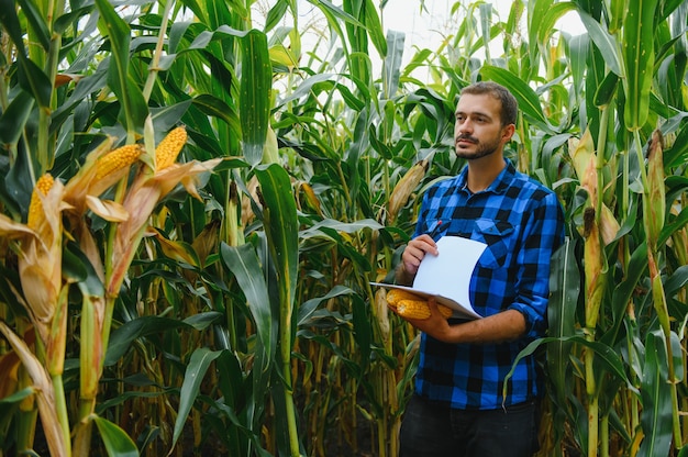 Ein Bauer kontrolliert die hohe Maisernte vor der Ernte. Agronom im Feld