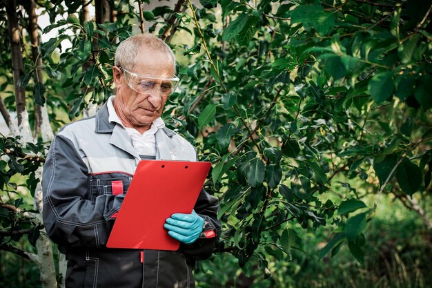 Ein Bauer mit einem Tablet untersucht die Apfelbäume im Garten Ein Mann steht in einem großen Garten und überprüft die Gesundheit von Apfelbäumen