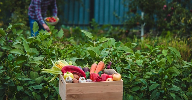 Ein Bauer sammelt Gemüse im Garten Selektiver Fokus