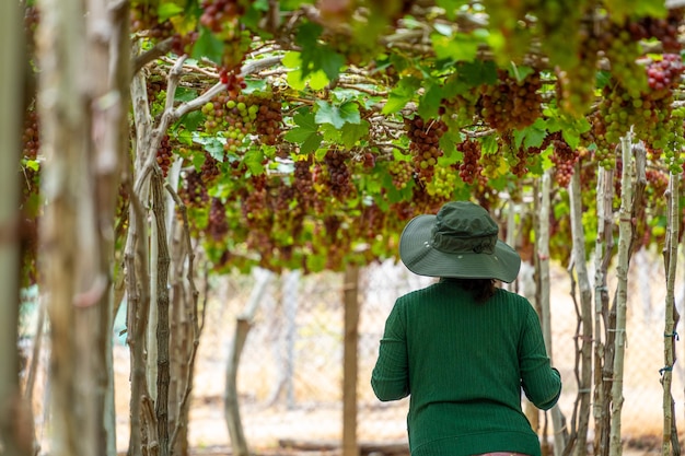 Ein Bauer schneidet am frühen Morgen rote Trauben in einem Weinberg, wobei die gepflegten Trauben in der Provinz Ninh Thuan, Vietnam, geladen sind und warten auf Rotwein, ein Nährstoffgetränk.