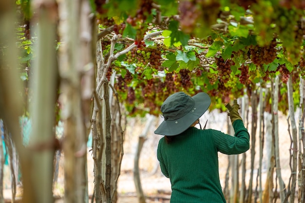 Ein Bauer schneidet am frühen Morgen rote Trauben in einem Weinberg, wobei die gepflegten Trauben in der Provinz Ninh Thuan, Vietnam, geladen sind und warten auf Rotwein, ein Nährstoffgetränk.