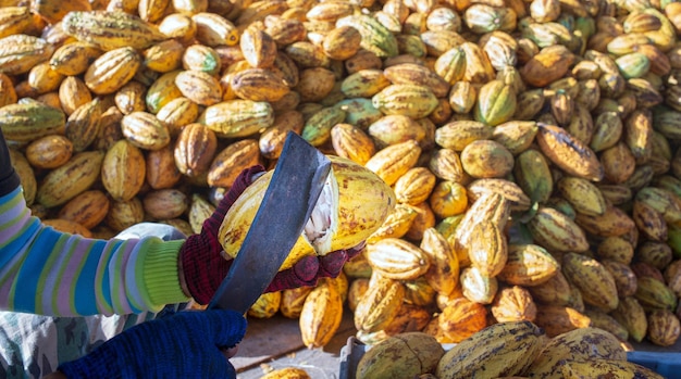 Ein Bauer schneidet mit einem Messer eine reife gelbe Kakaofrucht. Ernte reifer gelber frischer Kakaofrüchte