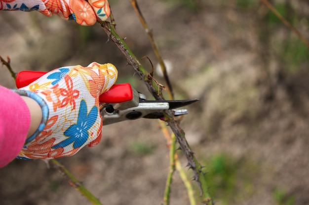 Ein Bauer schneidet trockene Zweige eines Rosenstrauchs