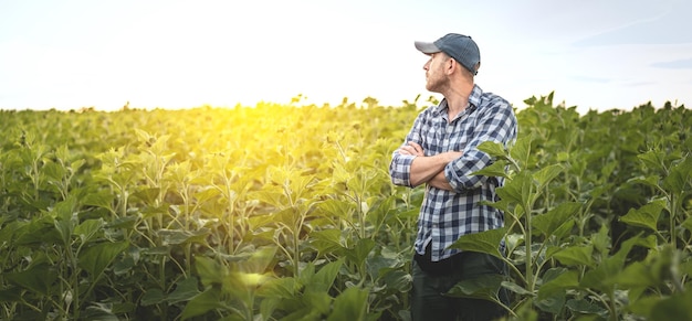 Ein Bauer steht vor dem Hintergrund eines landwirtschaftlichen Feldes mit selektivem Fokus auf Sonnenblumen