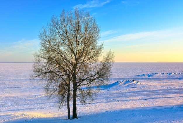 Ein Baum am Ufer des Stausees Die gefrorene Oberfläche des Nowosibirsker Stausees am Abend