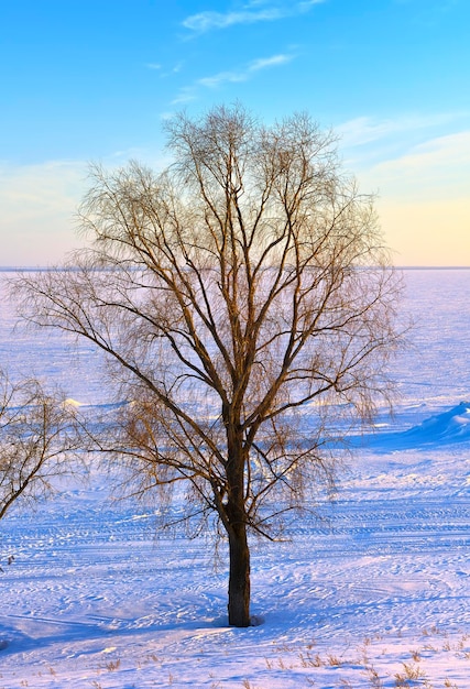 Ein Baum am Ufer des Stausees Die gefrorene Oberfläche des Nowosibirsker Stausees am Abend