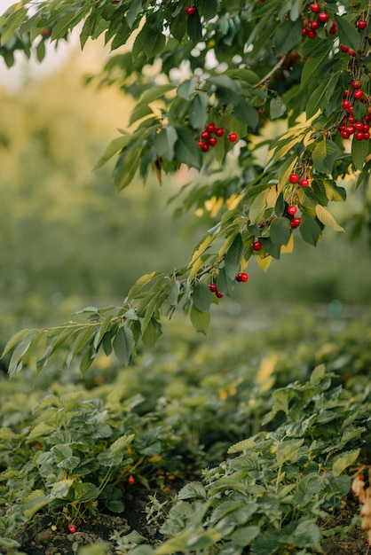 Ein Baum, an dem rote Beeren hängen