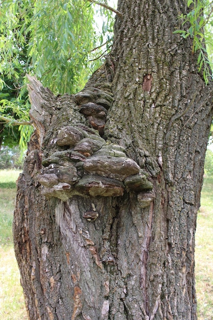 Ein Baum, auf dem ein Pilz wächst