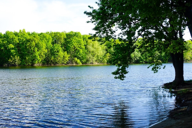 Ein Baum auf dem Hintergrund eines Flusses und Inseln