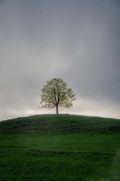 Ein Baum auf einem Hügel bei Regenwetter