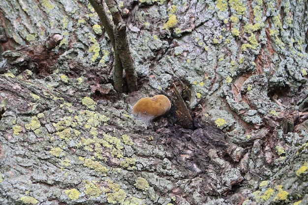 Ein Baum, aus dem ein Pilz wächst