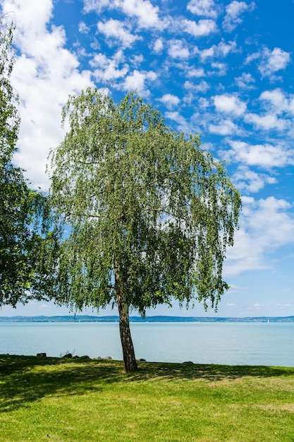 Ein Baum, der am Ufer steht, vor dem Hintergrund eines Sees mit türkisfarbenem Wasser