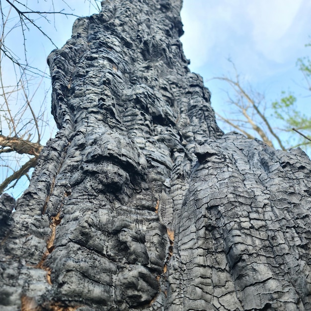 Ein Baum, der im Wald verbrannt wurde.