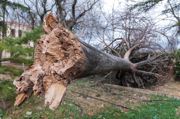 Ein Baum, der in einem Hof gefällt wurde