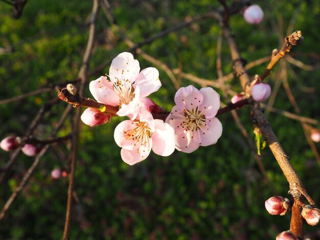 Ein Baum, der mit weißen und rosa Blüten blüht Kirschapfelpflaume oder Süßkirsche in einem blühenden Zustand Zarte weiße Blütenblätter Obstgarten Herzlichen Glückwunsch zum Tag des Frühlings, glücklicher Muttertag