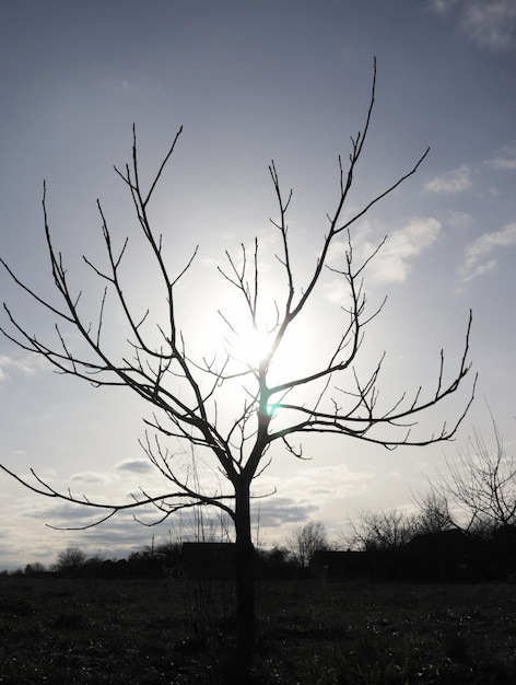 Ein Baum, hinter dem die Sonne scheint