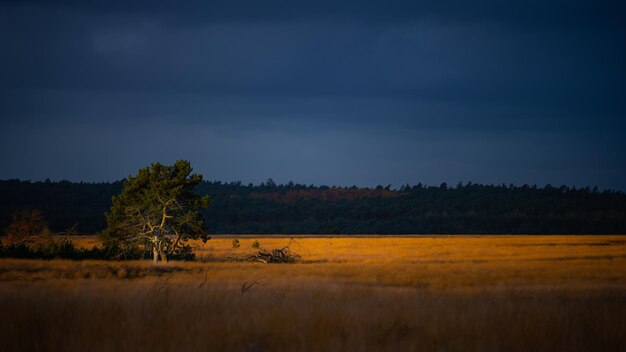 Ein Baum im Licht