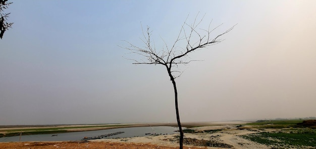 Ein Baum im Sand mit dem Himmel im Hintergrund