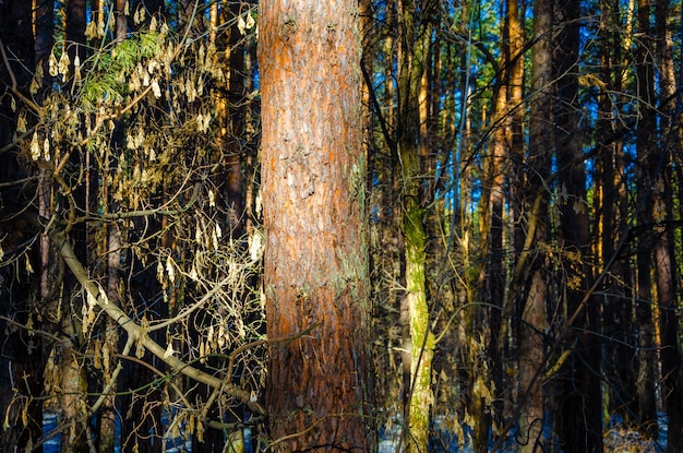 Ein Baum im Wald mit dem Wort "tot" auf der Unterseite.