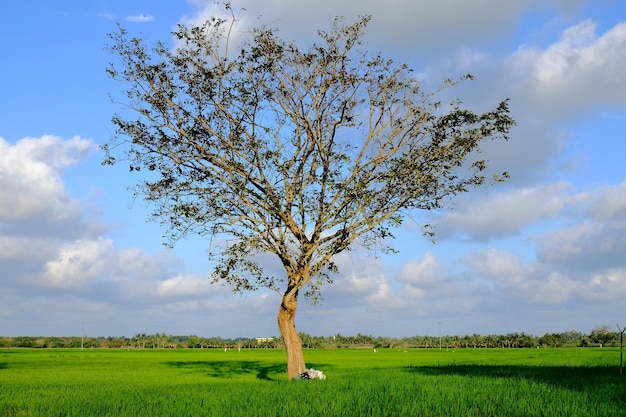 Ein Baum in einem Feld mit blauem Himmel und Wolken