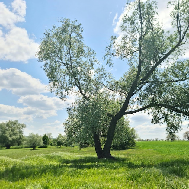 Ein Baum in einem Feld mit blauem Himmel und Wolken