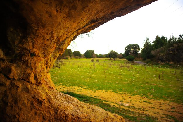 Foto ein baum in einem feld mit einer grünen wiese im hintergrund