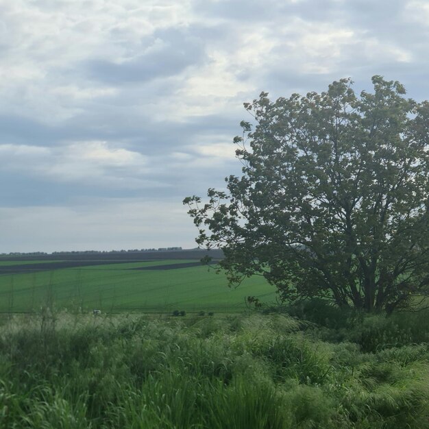 Ein Baum in einem Feld mit einer grünen Wiese im Hintergrund