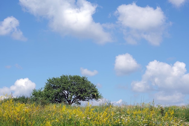 Ein Baum in einem Feld mit gelben Blumen