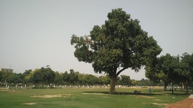 Ein Baum in einem Feld mit vielen Blättern darauf