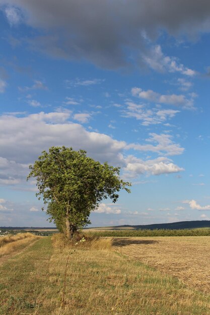 Ein Baum in einem Feld