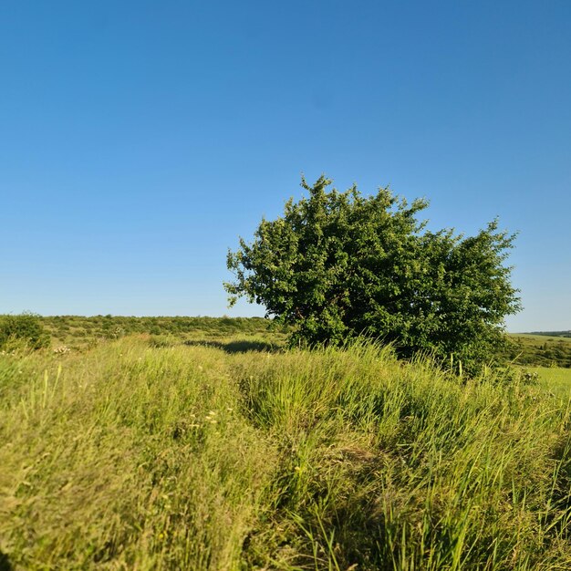 Ein Baum in einem Feld