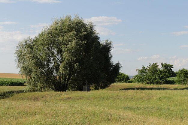 Ein Baum in einem Feld