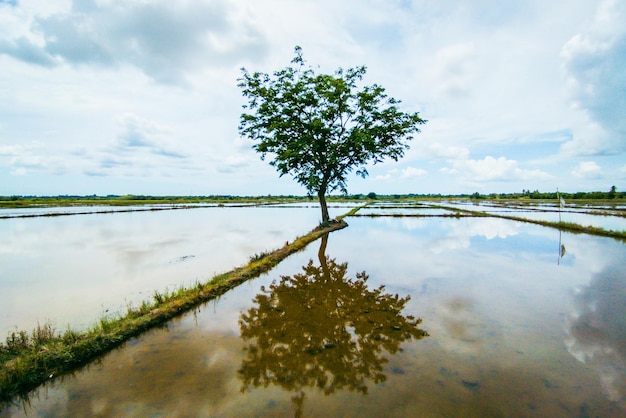 Ein Baum in einem Reisfeld