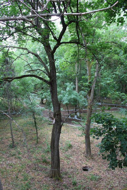 Ein Baum in einem Wald