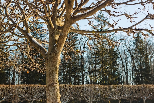 Ein Baum in einem Winterpark mit einer Blaubeere