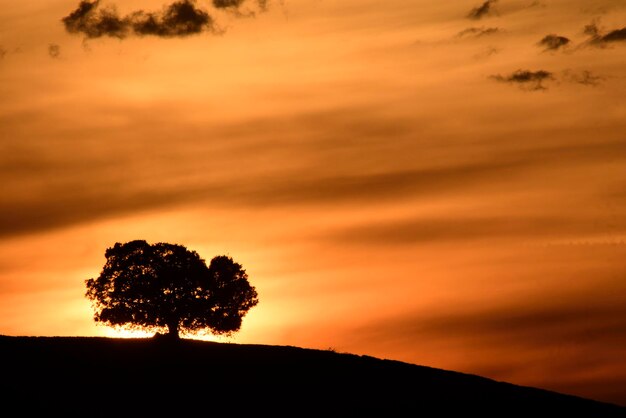 Ein Baum ist eine Pflanze mit einem holzigen Stamm, der sich in einer bestimmten Höhe über dem Boden verzweigt