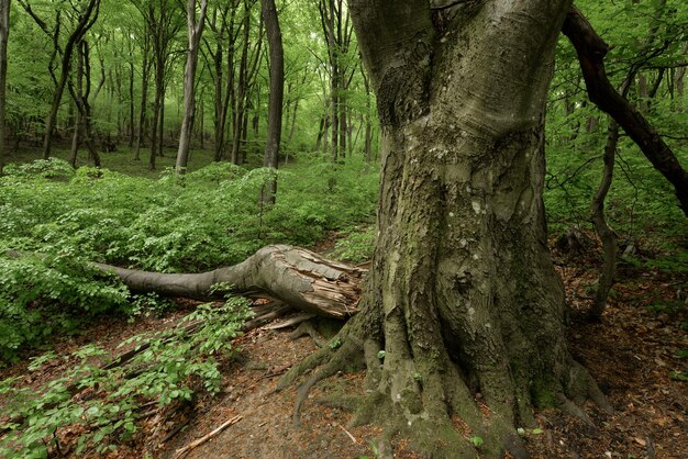 ein Baum mit Baum im Wald Poloniny Slowakei