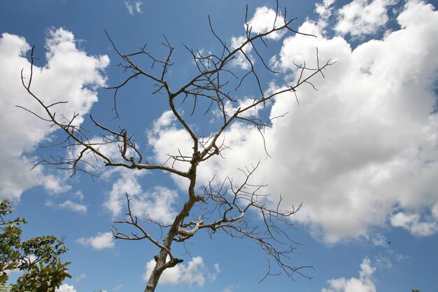 Ein Baum mit bewölktem Himmel im Hintergrund