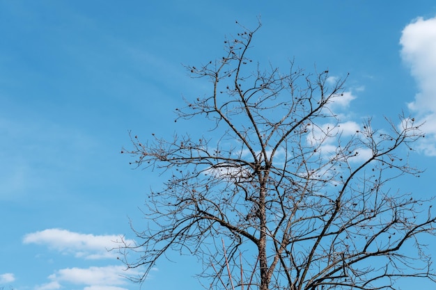 Ein Baum mit blauem Himmel im Hintergrund