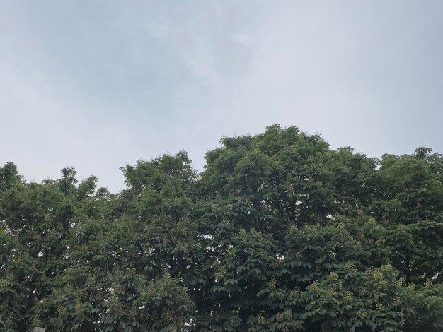 Ein Baum mit blauem Himmel im Hintergrund