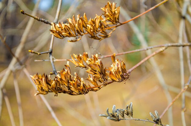 Ein Baum mit braunen Blättern und dem Wort „wild“ darauf