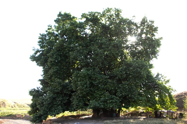 Ein Baum mit breitem Stamm und üppiger Krone